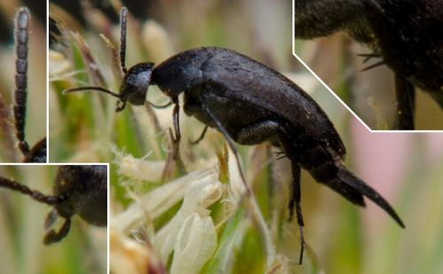 Mordellistena sp.